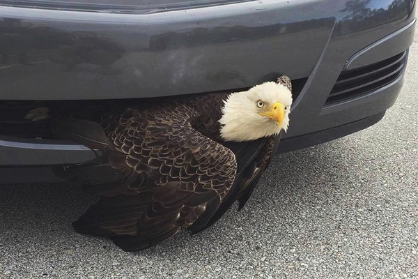 Ignore All of the World Cup Meltdowns; This German Road Trip Account Marveling at America Is Glorious