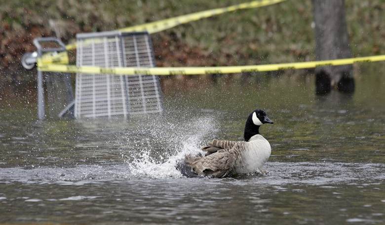 Duck, Duck, Goose! Three Fowl Stories for Your Sunday