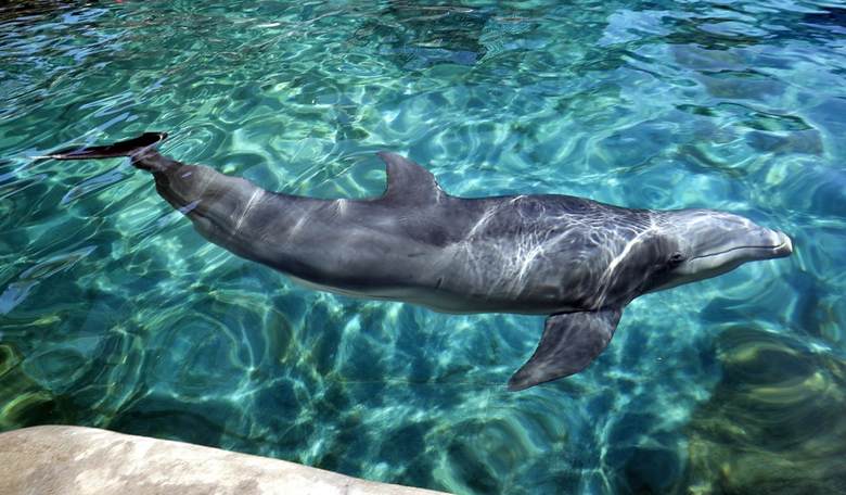 The Dolphin Song