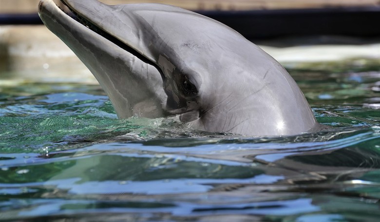 YOU DON'T QUESTION GERALD: The Dolphin Apocalypse is Upon Us! ...Or This Dude is Just Hallucinating