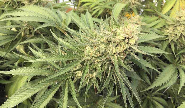 A Record Number of Americans Support Marijuana Legalization
