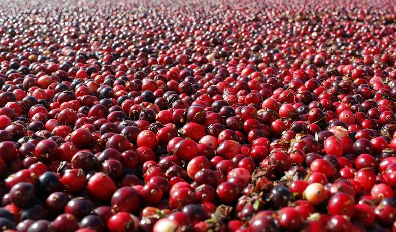 Eminent Injustice in Cranberry Country