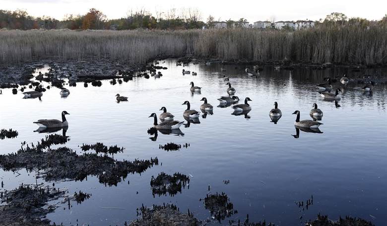 The Geese Are Being Stolen From Parks Again