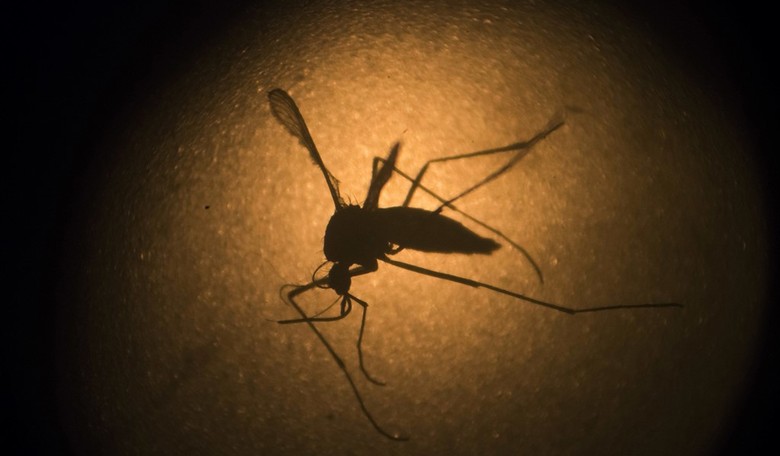 Trump Could Fight Zika with Regulatory Reform