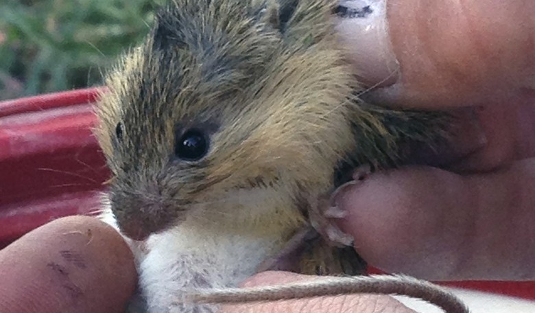 Conservation Group to Eliminate Invasive Mice on Remote Island - My Money's on the Rodents