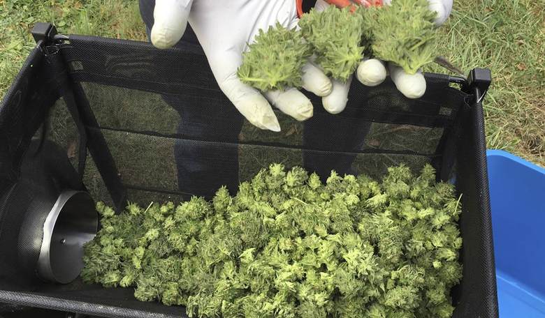 Marijuana Legalization Foes In Maine Concede Recount; Recreational Marijuana Officially Wins in Maine