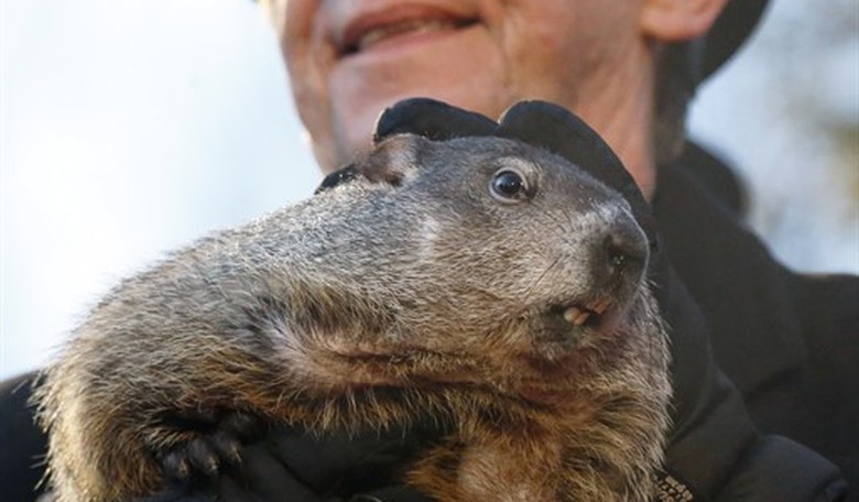 Oh, So That's Why New Jersey Will Be Without a Groundhog Day Forecast