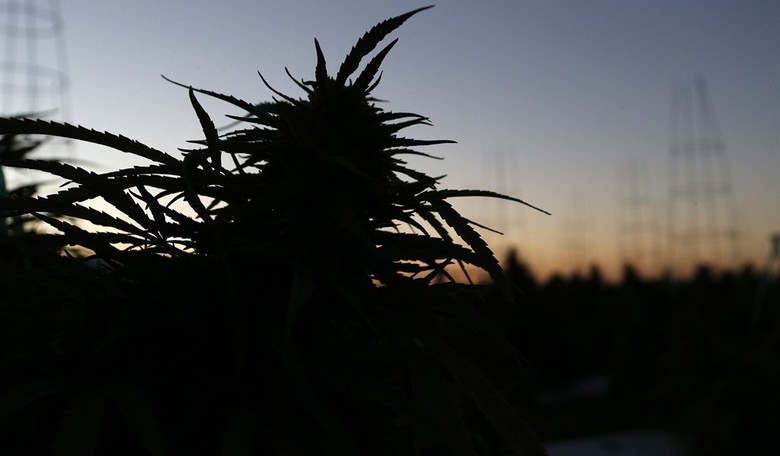 The Cannabis Exception to the Second Amendment