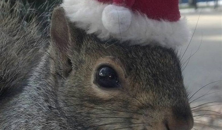 P'Nut the Squirrel Must Be Avenged! Couple Takes Action Against Nasty Government Overreach