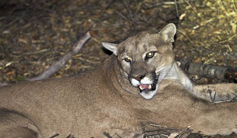 Mountain Lions: Coming Soon to a Patch of Forest Near You!