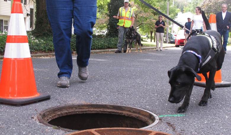 America's Sewer Never Fails to Deliver