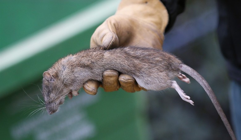 California's Rat Problem Is Still Out Of Control, and Now Sacramento Dems Want to...Ban Rat Poison?