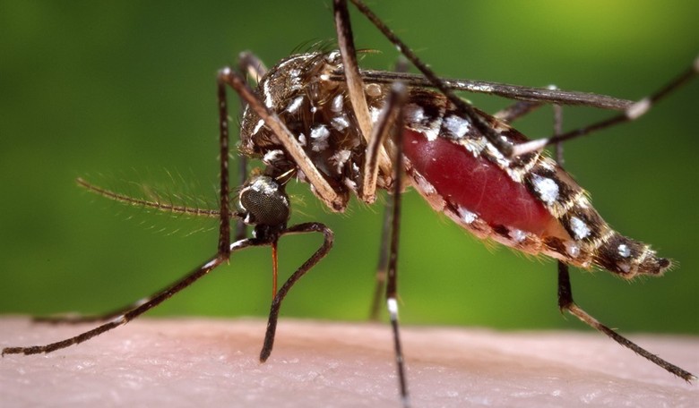 Trump Declares War on Mosquitoes and Ticks
