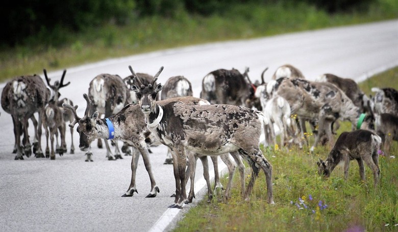 How Long Has Santa Been Breaking the Law? USDA Grants Santa's Reindeer a Permit to Legally Enter the US