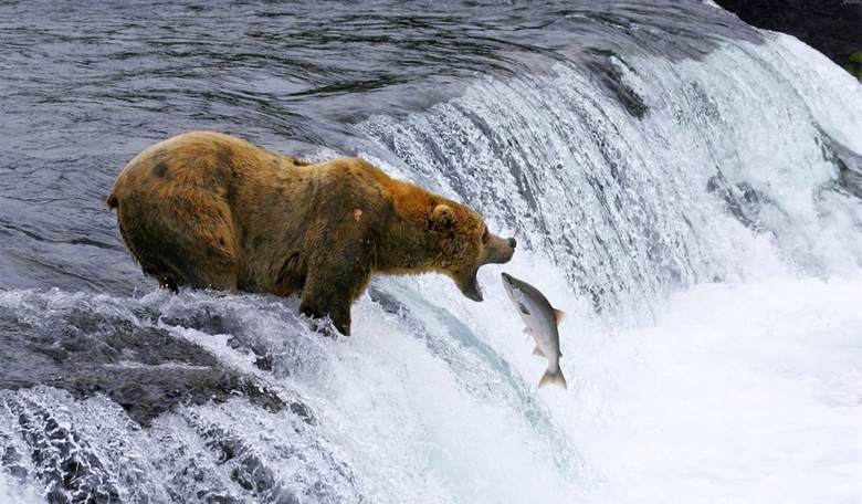 Brutal Death of Female Bear by Huge Male Mars Fat Bear Week at Katmai National Park