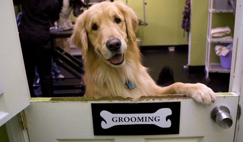 Diving Dogs: Father and Son Golden Retrievers' Swimming Pool Patience Pays Off with a Splash! (WATCH)