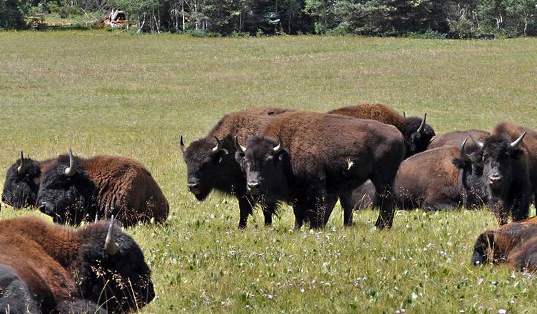 America Now Has a "National Mammal" 