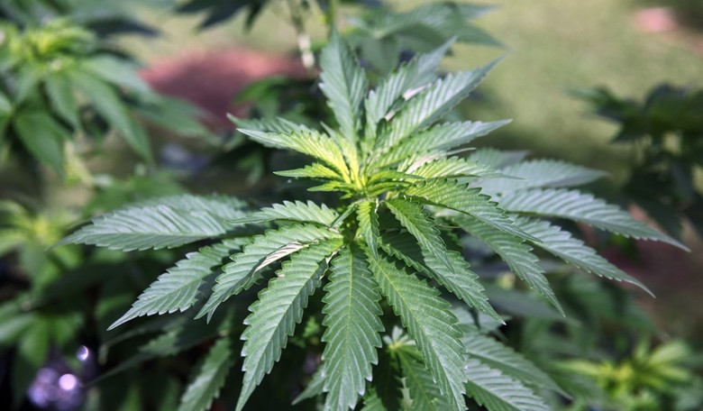 It Turns Out Legalizing Marijuana Really Cut Into Mexican Drug Cartel's Profits 