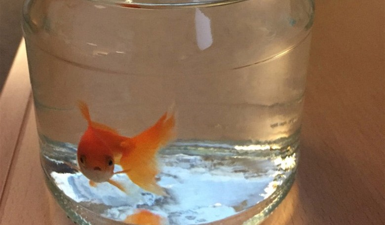 Cold Ones and Gold Ones: San Diego Animal Rights Activists Are Demanding Bargoers ‘Stop Blowing Fish!’