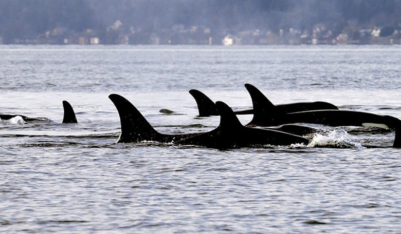 West Coast, Messed Coast™ — Yeah, Don't Cold Plunge Barefoot in Seattle