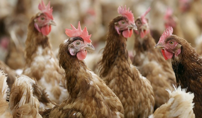 Weekend Parting Shot: The Birds Come Home to Roost, and It's Comedy Gold