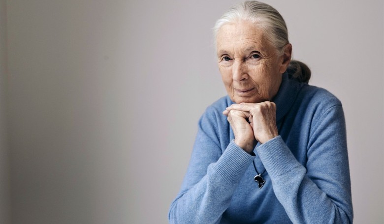 Primatologist Jane Goodall Dies Aged 91
