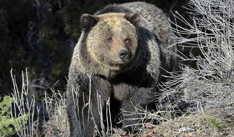 Bear brackets busted? CBS cries over chonky creature cancellation