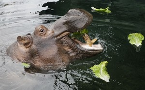 Predator Watch: Washington Bride Punches Hippo to Save Husband on Honeymoon