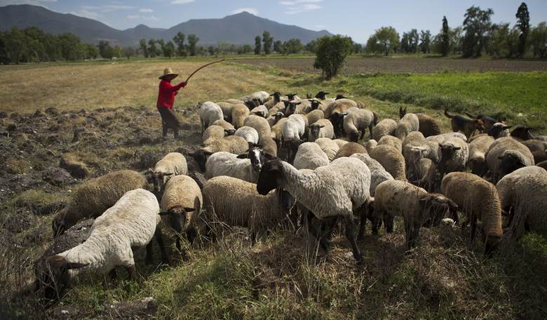 A Quick, Compelling Bible Study Vol. 72: The Meaning of Shepherd