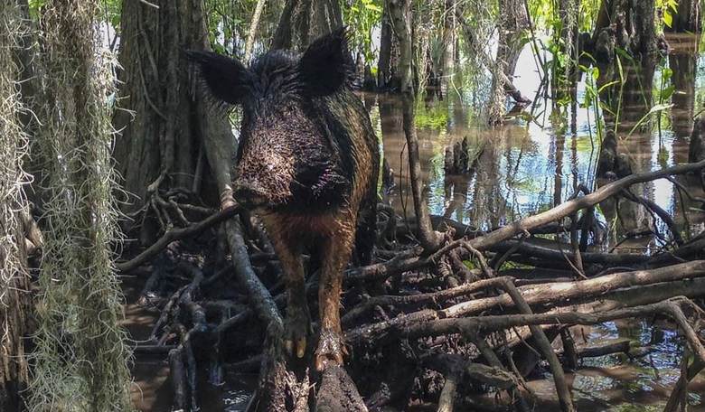 Feral Hog Attacks! Swine More Dangerous Than Sharks, Bears.