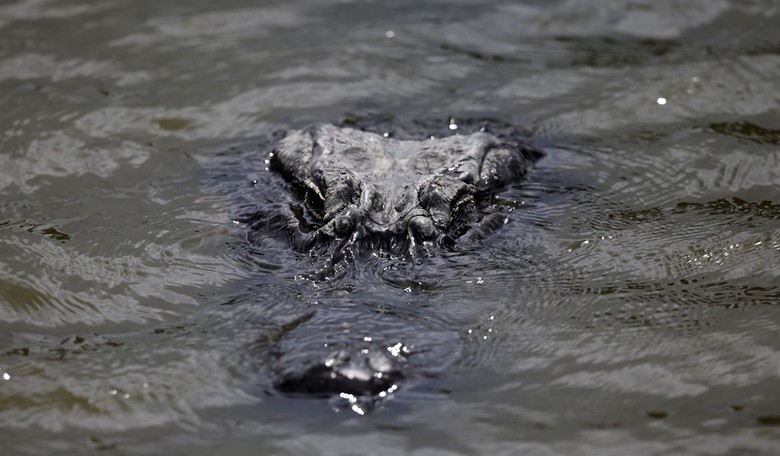 Have You Ever Heard of Anything More Florida? Sunshine State Breaks Ground on 'Alligator Alcatraz'