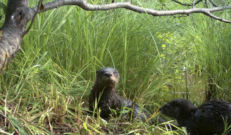 Mother and Child Attacked by Otter - Wildlife Officials Otterly Amazed