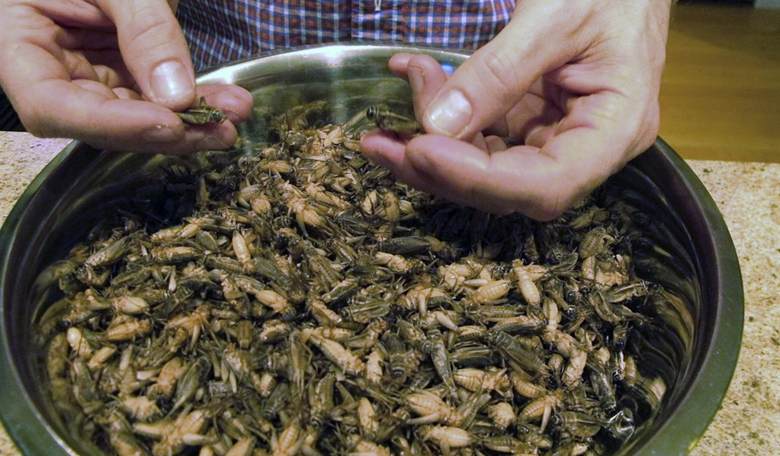 It Is Not A Conspiracy – Bugs Are, in Fact, on the Menu