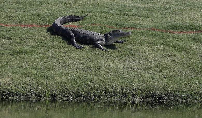 Go Gators: Statement From University of Florida After Arrest of Campus Occupiers Was Perfection
