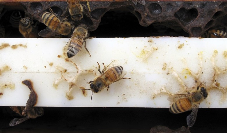 Advancing Scientific Integrity on Bees