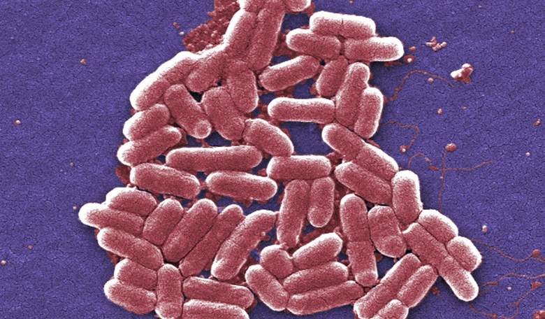 Antibiotics Unearthed to Kill Superbugs