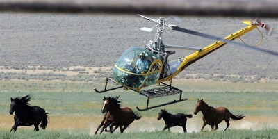 America's Wild Horse Program Is Broken. Bureaucracy Keeps It That Way.