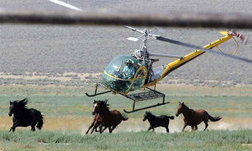 America's Wild Horse Program Is Broken. Bureaucracy Keeps It That Way.