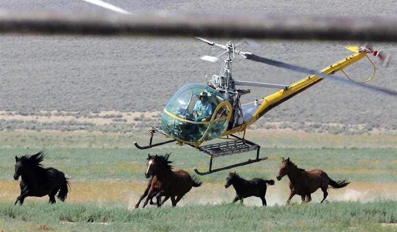 America's Wild Horse Program Is Broken. Bureaucracy Keeps It That Way.