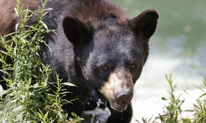 Predator Watch: French Bulldog Dies Defending Owners From Black Bear