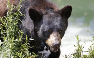 Predator Watch: French Bulldog Dies Defending Owners From Black Bear
