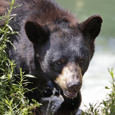 Predator Watch: French Bulldog Dies Defending Owners From Black Bear
