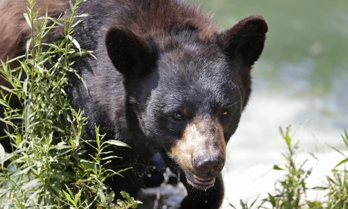 Predator Watch: French Bulldog Dies Defending Owners From Black Bear