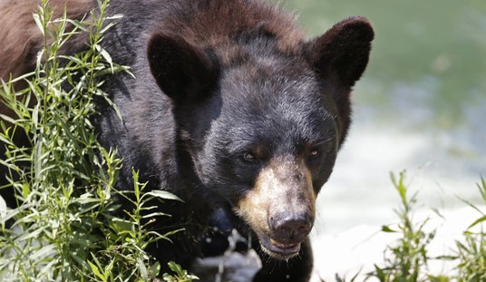 Predator Watch: French Bulldog Dies Defending Owners From Black Bear