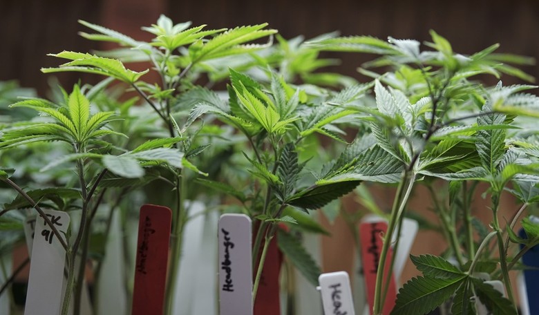 Vermont Expands Medical Marijuana Program