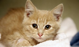 NYC Kitten Rescue Says 'NO F***KING MAGA' – and Yes, It Gets Even Wilder