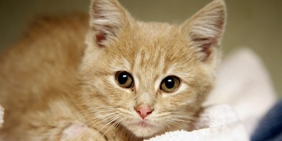 NYC Kitten Rescue Says 'NO F***KING MAGA' – and Yes, It Gets Even Wilder