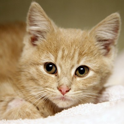 NYC Kitten Rescue Says 'NO F***KING MAGA' – and Yes, It Gets Even Wilder