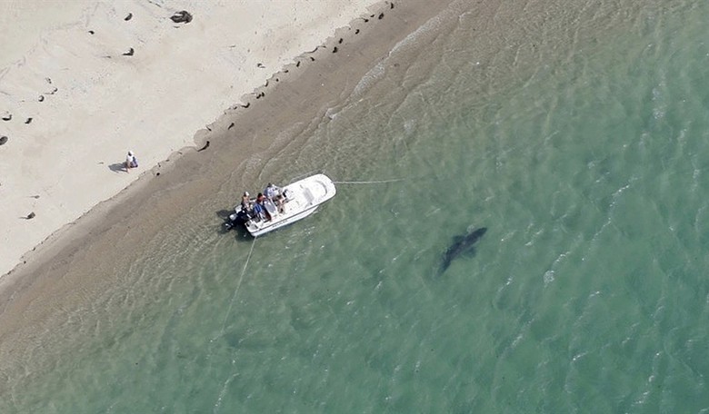 Fatal Shark Attack in Maine Strikes Fear in Beachgoers Across New England 