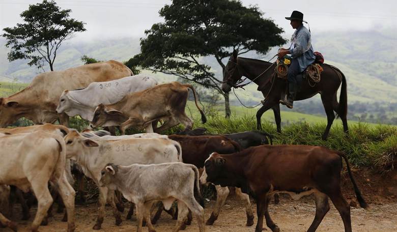 The Common Sense Cowboy: A Mentor for an Authentic Life 